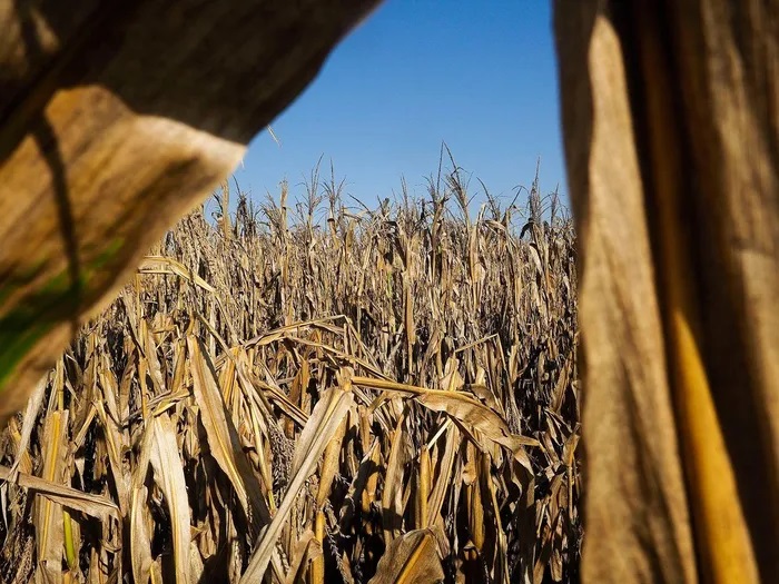Vụ thu hoạch thất vọng ở Mỹ gia tăng thách thức cho nguồn cung lương thực toàn cầu