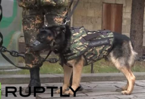 Clip: Nga chế áo giáp khủng bảo vệ cho chó nghiệp vụ