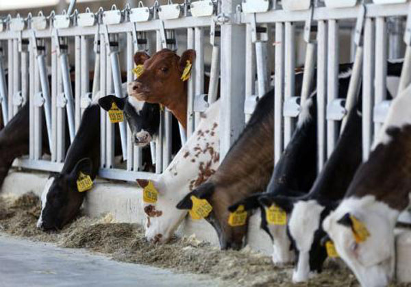 Nga chi khủng nhập bò sữa châu Âu bán cho Trung Quốc