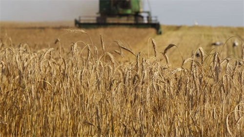 Nga bắt đầu cung cấp ngũ cốc cho Iran theo thỏa thuận đổi hàng