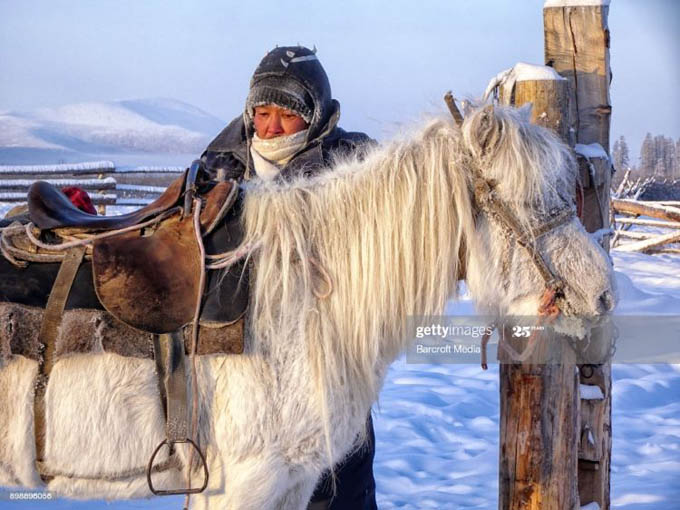 Loài ngựa có thể chống chọi với nhiệt độ -70 độ C ở Nga