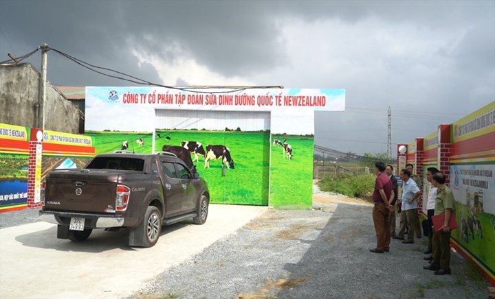 Mục sở thị ''nhà máy'' sản xuất sữa New Zealand có dấu hiệu bất thường