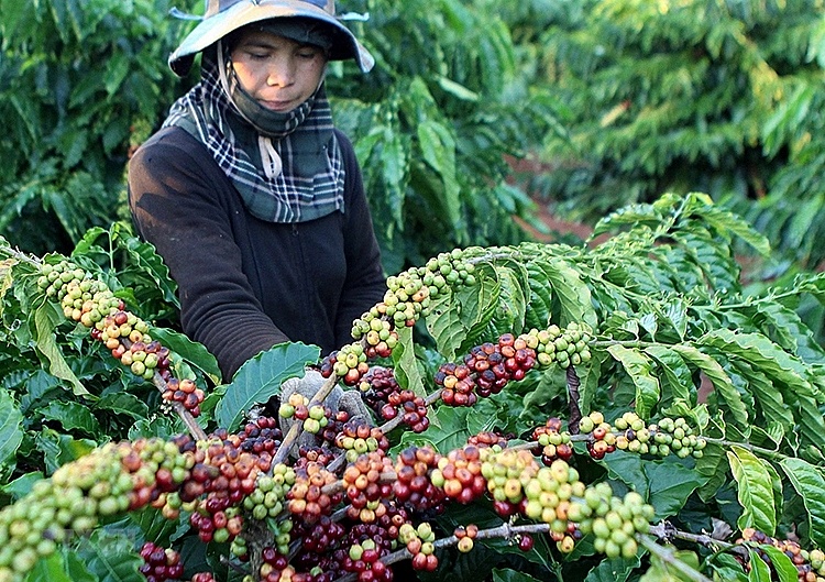 Liên bang Nga: Thị trường tiềm năng của nông sản Việt