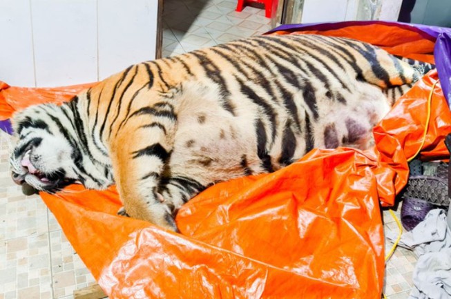 Ông chủ căn nhà nơi phát hiện con hổ nặng 2,5 tạ ra đầu thú