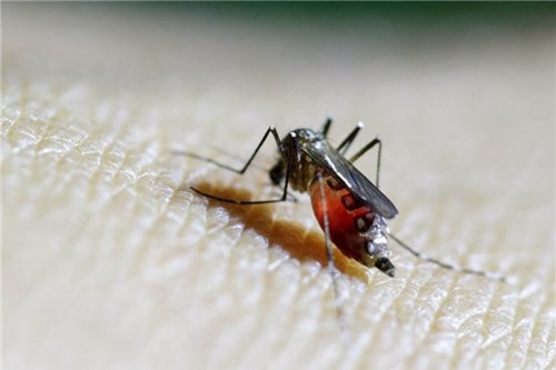 Cảnh báo virus Zika đã tiến sát biên giới Việt Nam