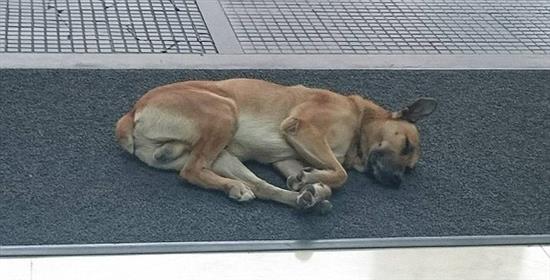 6 tháng kiên nhẫn chờ cô gái trước cửa khách sạn, chú chó này đã có một cái kết tuyệt vời