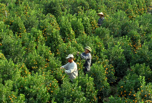 Hưng Yên: Quất cảnh được mùa, tăng giá