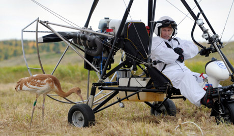 Chuyến bay với chim sếu làm tái phát chấn thương của ông Putin