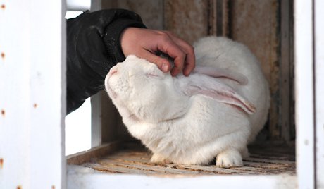 Nga và Trung Quốc đang thực hiện dự án sản xuất thịt thỏ trị giá 100 triệu USD