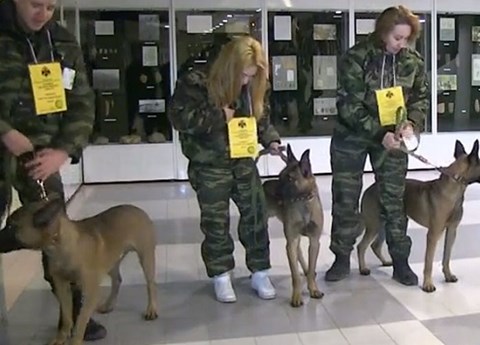 Cảnh sát Nga tiếp nhận chó nghiệp vụ nhân bản vô tính