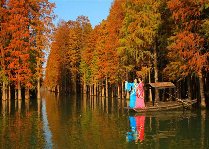 Những rừng gỗ đỏ ban mai rực rỡ ở Trung Quốc