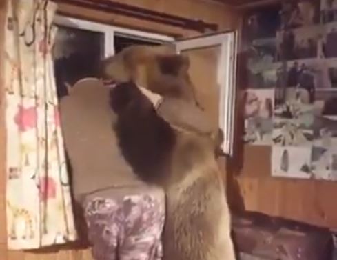 Video: Nín thở với màn thể hiện tình cảm của gấu dành cho con người