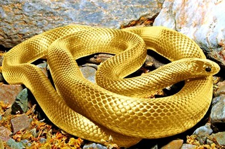 Thầy phong thủy dự đoán năm Quý Tỵ 2013