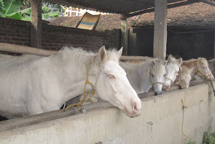 “Sốt” ăn thịt ngựa bạch lấy may