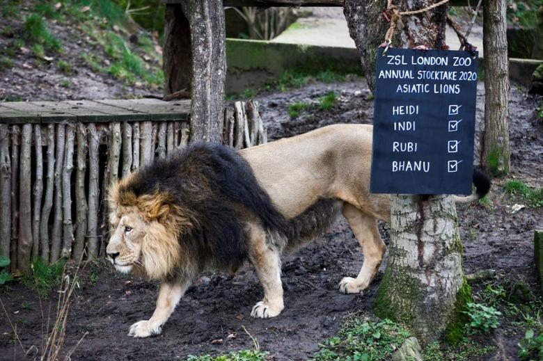 Các sở thú ở Anh đứng trước nguy cơ đóng cửa
