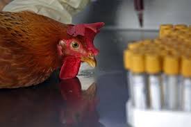 Philippines cảnh báo dịch cúm H7N9 tại các sân bay