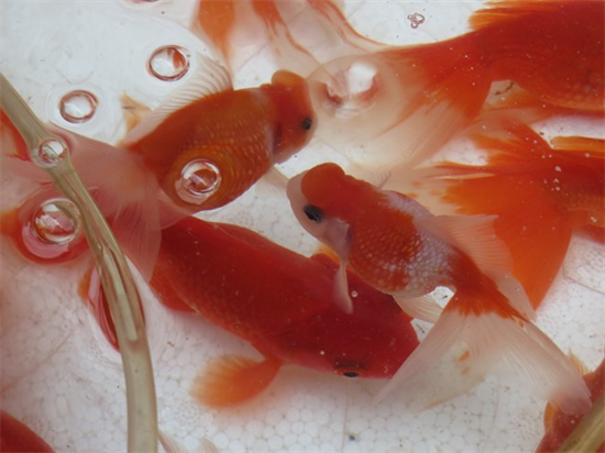 Ngày ông Công, ông Táo: Cá ngoại nhập, đắt tiền được ưa chuộng