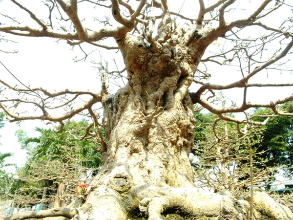 Cận cảnh cây mai giá gần 2 tỉ “đổ bộ” Sài Gòn