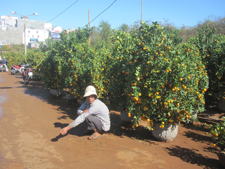 Chợ hoa ế ẩm, người bán hoa “nát lòng”