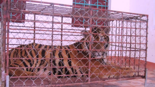 Clip phát hiện hổ sống gần 2 tạ dân nuôi ở Nghệ An