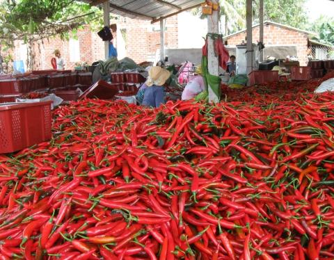DN Trung Quốc tháo chạy, dân trồng ớt trắng tay