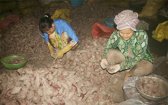 Thương lái Việt: Đồng lõa kiêm… nạn nhân của gian thương Trung Quốc