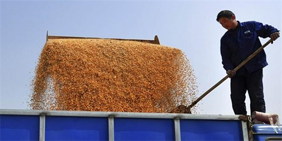 Vợ tỉ phú TQ ăn cắp giống bắp của Mỹ