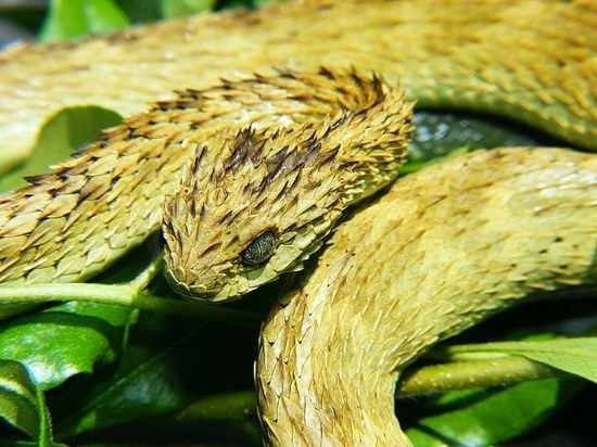 Mười loài rắn kỳ lạ nhất thế giới