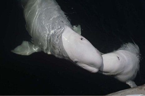 Cá voi trắng bắt chước được tiếng người