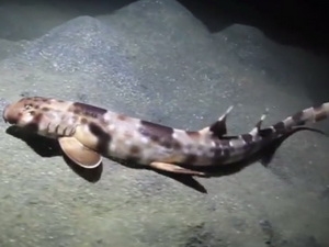 Phát hiện cá mập có 