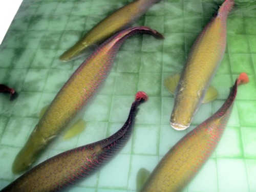 Cá cảnh giá hơn 1 tỷ ở miền Tây