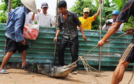 Thợ săn vào cuộc, thêm nhiều cá sấu sổng chuồng bị tóm