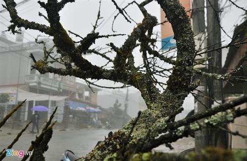 Tết đang bị biến chứng để người ta phô trương và hơn thua