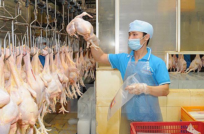 Chính thức được phép xuất khẩu thịt gà chế biến sang thị trường Nga