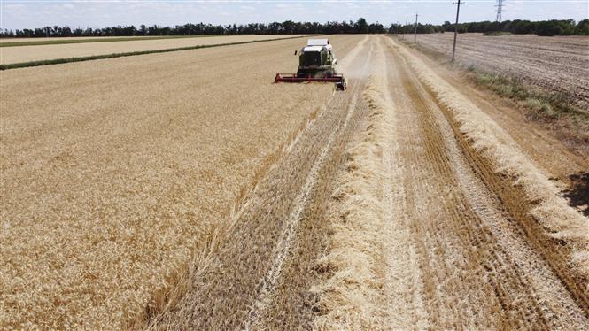 Politico: Nga đang giành chiến thắng trong cuộc chiến ngũ cốc toàn cầu