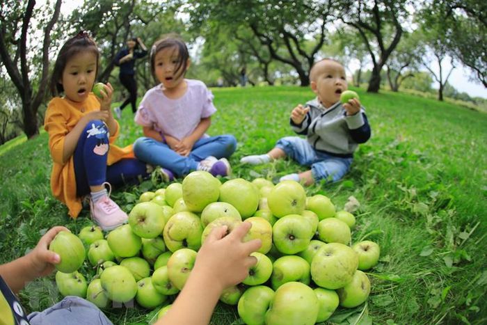 Người dân Nga nhộn nhịp bước vào mùa thu hoạch táo