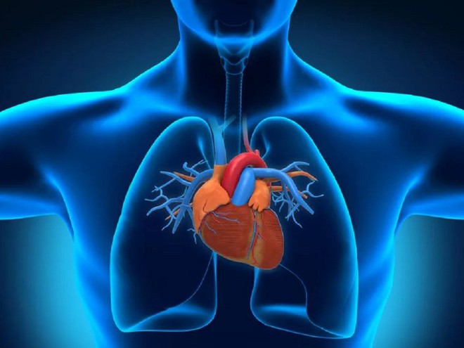 Sắp bán tim nhân tạo ra thị trường với giá hơn 4 tỉ đồng/trái tim