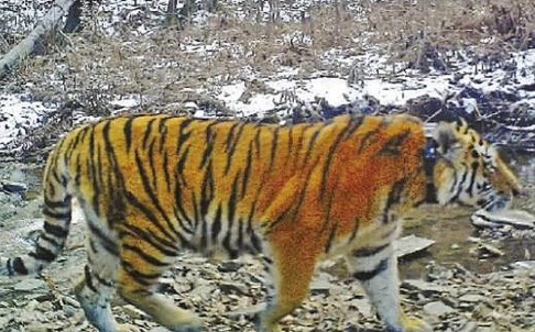 Hổ của Putin muốn bỏ Trung Quốc trở về Nga