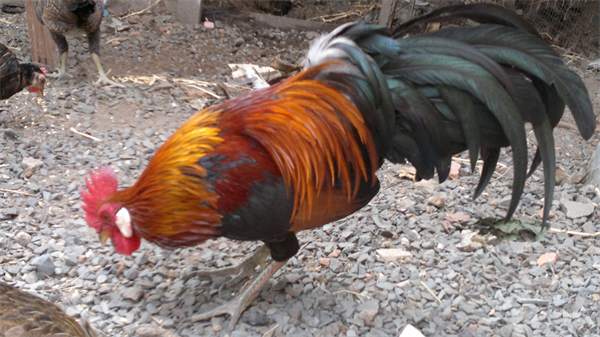 Tử vi tuổi Dậu năm Quý Tỵ (2013)