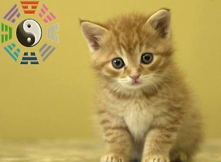 Tử vi tuổi Mão năm Quý Tỵ