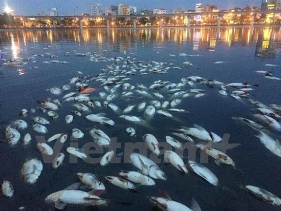 Cá chết trắng hồ Hoàng Cầu: Trách nhiệm thuộc về ai?