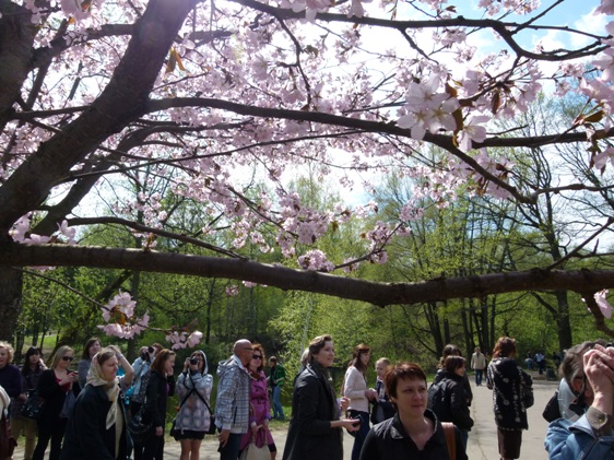 Moskva: Hoa anh đào bừng nở trong khu vườn Nhật bản