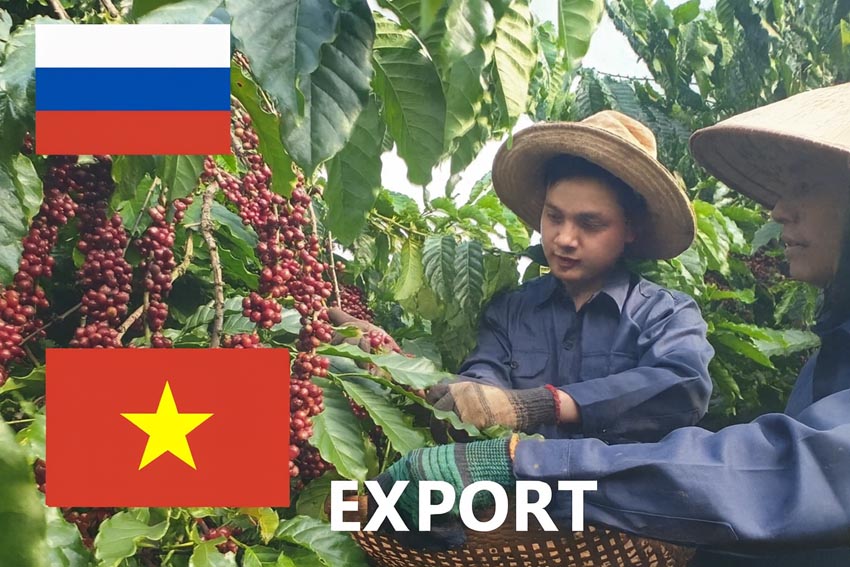 Việt Nam vươn lên dẫn đầu thị trường cung cấp cà phê cho Nga