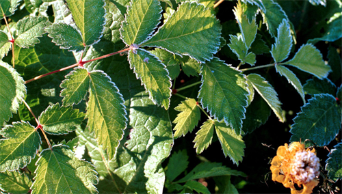 Moskva: Cảnh báo đường trơn trượt