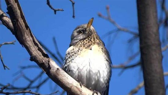 Mosva: Mùa xuân thật sự đã đến