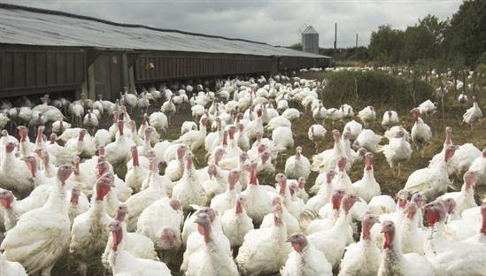 Hàng nghìn con gà tây chết vì sợ, chủ trang trại được công ty bảo hiểm đền tiền