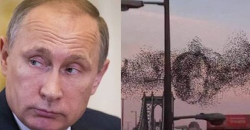 Kì lạ đàn chim xếp hình Tổng thống Putin ở New York?