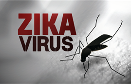 Zika hoành hành ở Singapore, Bộ Y tế họp bàn ứng phó